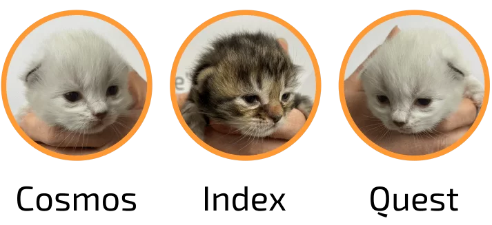 Kittens: Cosmos, Index and Quest