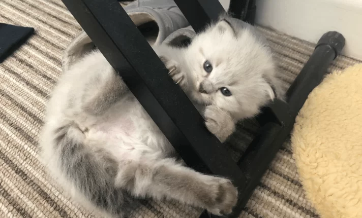 Quest - Birman Kitten