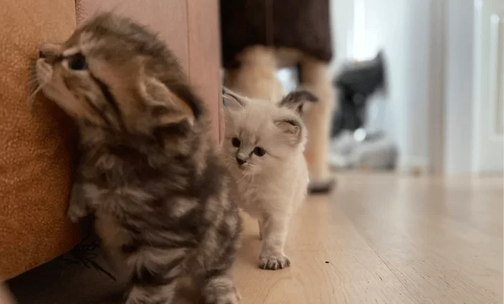 Index and Cosmos the kittens